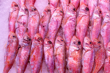 Red mullet on the counter of a fishmonger, mullus surmuletus