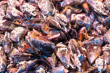 Fresh Atlantic mussels, Mytilus edulis L, on the counter of a fishmonger in a food market
