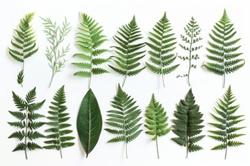 Obraz premium A botanical print of different types of ferns, showcasing their unique leaf shapes and intricate details.