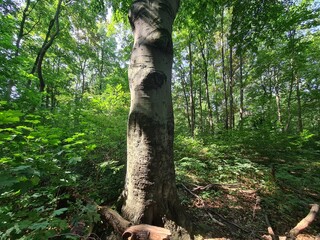 tree photography in the Plänterwald Forest in Berlin Treptow/Köpenick