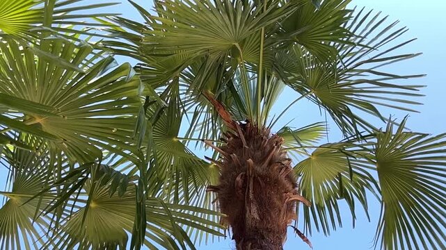 hojas de palmera en plano contrapicado movi&eacute;ndose, despacio con la brisa