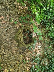 Obraz premium nature ground in the Plänterwald Forest in Berlin Treptow/Köpenick