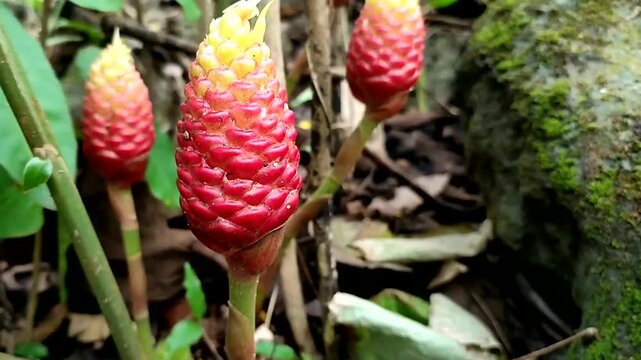 fruits of zingiber plant