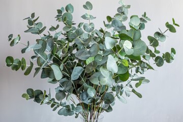 A bouquet of fresh eucalyptus branches, their round, silver-green leaves arranged in a simple, modern vase. 