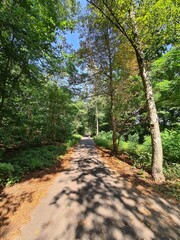 nature path in the Plänterwald Forest in Berlin Treptow/Köpenick