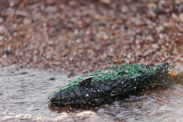 Toy whale shark gets entangled in fishing net in the sea. Ocean pollution concept. Plastic waste. Overfishing. Environmental damage. Human impact on marine wildlife. Animals suffering