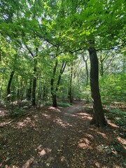 Fototapeta premium Plänterwald Forest in Berlin Treptow/Köpenick