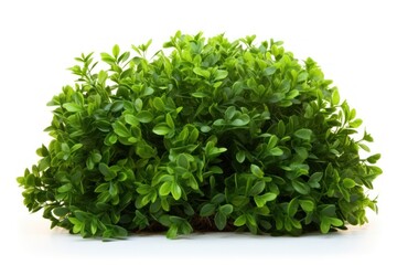 Obraz premium Green bush plant hedge herbs.