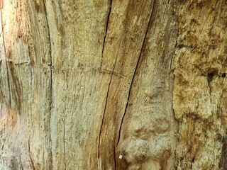 minimalistic background/wall paper design, close up photography of wood bark
