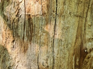 minimalistic background/wall paper design, close up photography of wood bark