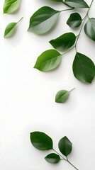 Branches adorned with vibrant leaves against a white background, exuding youthful vitality. 32k UHD, Flickr, hanging scroll.