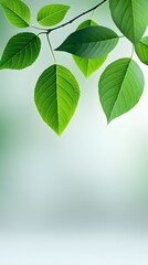 Branches adorned with vibrant leaves against a white background, exuding youthful vitality. 32k UHD, Flickr, hanging scroll.