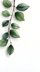 Branches adorned with vibrant leaves against a white background, exuding youthful vitality. 32k UHD, Flickr, hanging scroll.