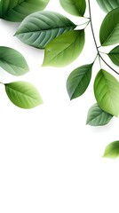 Branches adorned with vibrant leaves against a white background, exuding youthful vitality. 32k UHD, Flickr, hanging scroll.