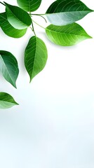 Branches adorned with vibrant leaves against a white background, exuding youthful vitality. 32k UHD, Flickr, hanging scroll.