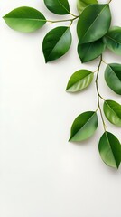 Branches adorned with vibrant leaves against a white background, exuding youthful vitality. 32k UHD, Flickr, hanging scroll.