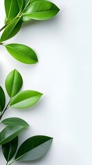 Branches adorned with vibrant leaves against a white background, exuding youthful vitality. 32k UHD, Flickr, hanging scroll.
