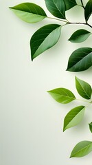 Branches adorned with vibrant leaves against a white background, exuding youthful vitality. 32k UHD, Flickr, hanging scroll.