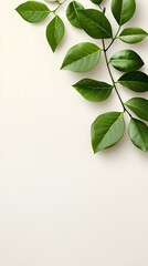 Branches adorned with vibrant leaves against a white background, exuding youthful vitality. 32k UHD, Flickr, hanging scroll.