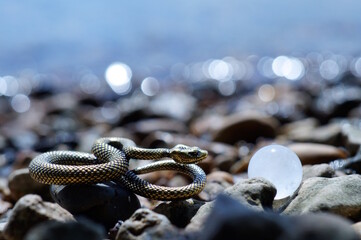 A snake figurine and a quartz ball on a background of stones.