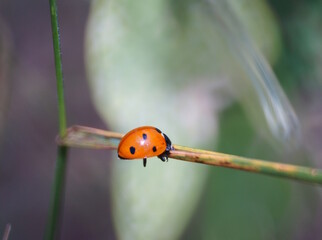 A little ladybug on a stalk. Insects in nature.