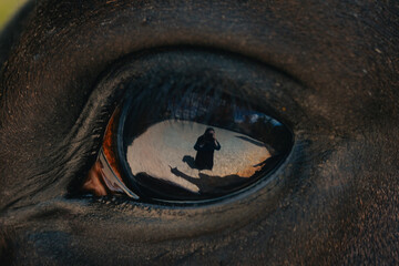 The horse's eye is a close-up in which a man with a camera is displayed