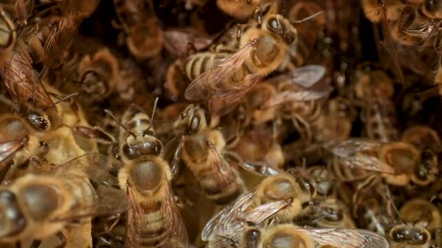 Wild bee nest in forest tree - macro 4K