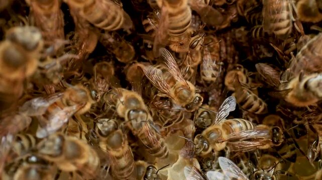 Wild bee nest in forest tree - macro 4K