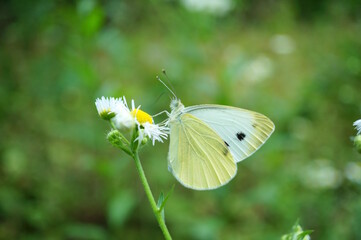 Cabbage butterfly on a flower. Insects in nature.