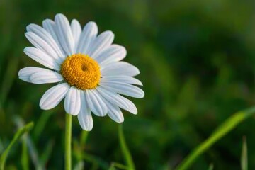 Obraz premium A close-up of a daisy flower, with its white petals and yellow center set against a background of green grass.