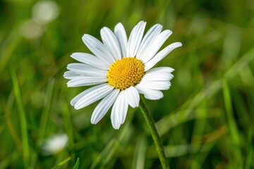 Obraz premium A close-up of a daisy flower, with its white petals and yellow center set against a background of green grass.