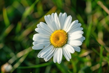 A close-up of a daisy flower, with its white petals and yellow center set against a background of green grass.