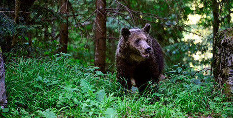Europäischer Braunbär (Ursus arctos arctos) - Karpaten, Rumänien // European brown bear - Carpathians, Romania © bennytrapp