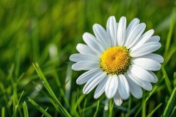 A close-up of a daisy flower, with its white petals and yellow center set against a background of green grass.