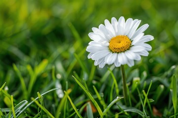Obraz premium A close-up of a daisy flower, with its white petals and yellow center set against a background of green grass.