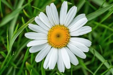 Obraz premium A close-up of a daisy flower, with its white petals and yellow center set against a background of green grass.