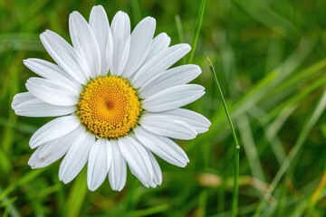 Obraz premium A close-up of a daisy flower, with its white petals and yellow center set against a background of green grass.