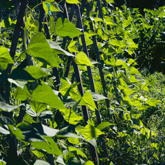 row of bean poles close up in a garden