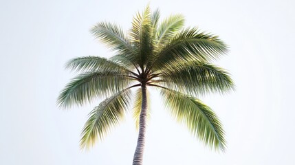 Palm Tree Against a Clear Sky