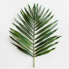 A high-resolution image featuring a single green palm leaf placed on a white background. The leaf is spread out symmetrically, showcasing its elongated, narrow fronds radiating from the central stem. 
