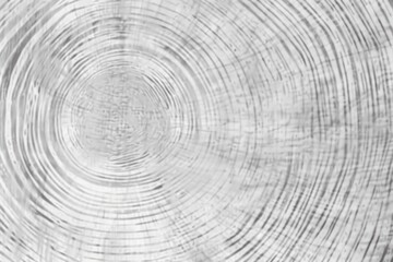 Close up of tree rings