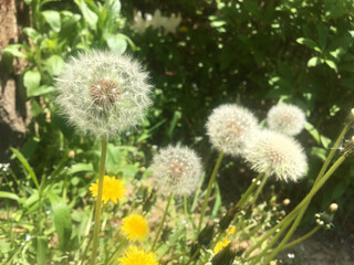 Dandelion bud seeds