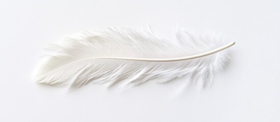 Obraz premium Delicate White Feather on a Plain Background