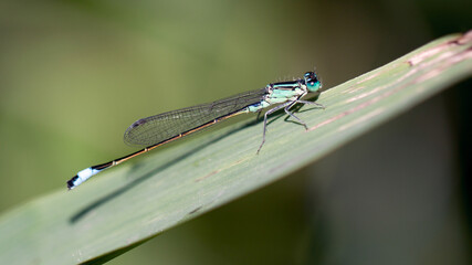 dragonfly on a leaf