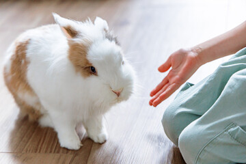 Obraz premium A child reaching out to a fluffy rabbit on a wooden floor in a cozy indoor setting