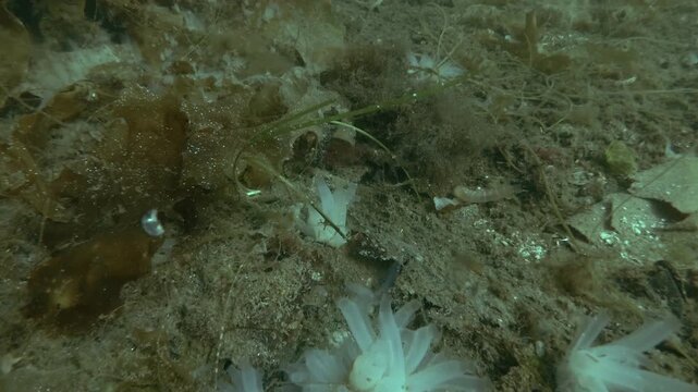 Ascidian colony on the seabed covered with brown algae and laminaria, the Transparent sea squirt or Yellow Sea Squirt (Ciona intestinalis, Ascidia intestinalis) 