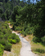 Summer pathway through a northern California forest