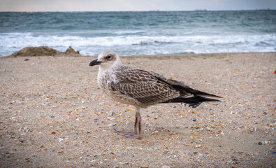 Lone young seagull standing apart