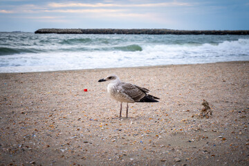 Lone young seagull standing apart