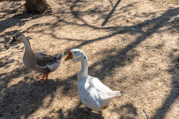 Chinese goose, in front of a african goose